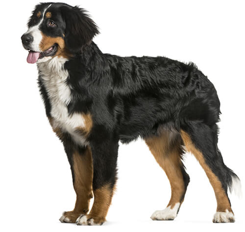 Bernese mountain dog hot sale long hair dogs